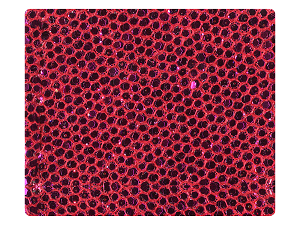 86 Pink Scale Fabric Swatch 
